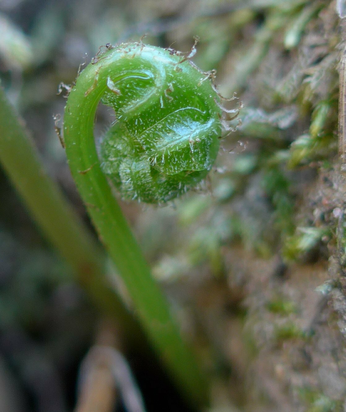 High Resolution Polypodium californicum Shoot